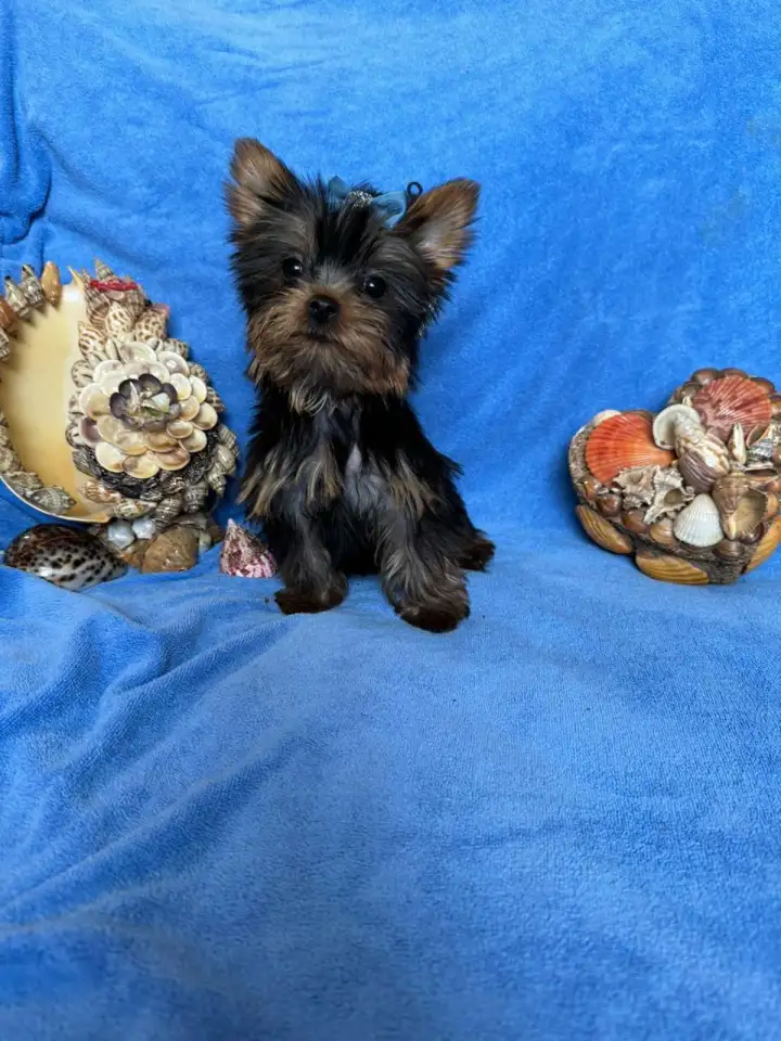 Шикарные малыши Йоркширского терьера, фотография 3