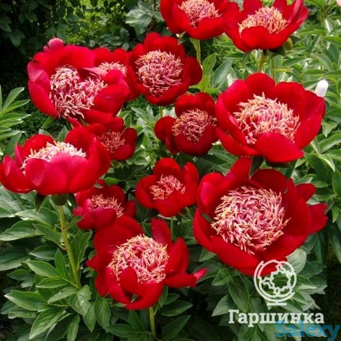 Пион ултер майнс, фотография 1