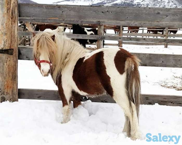 Продам пони, фотография 2