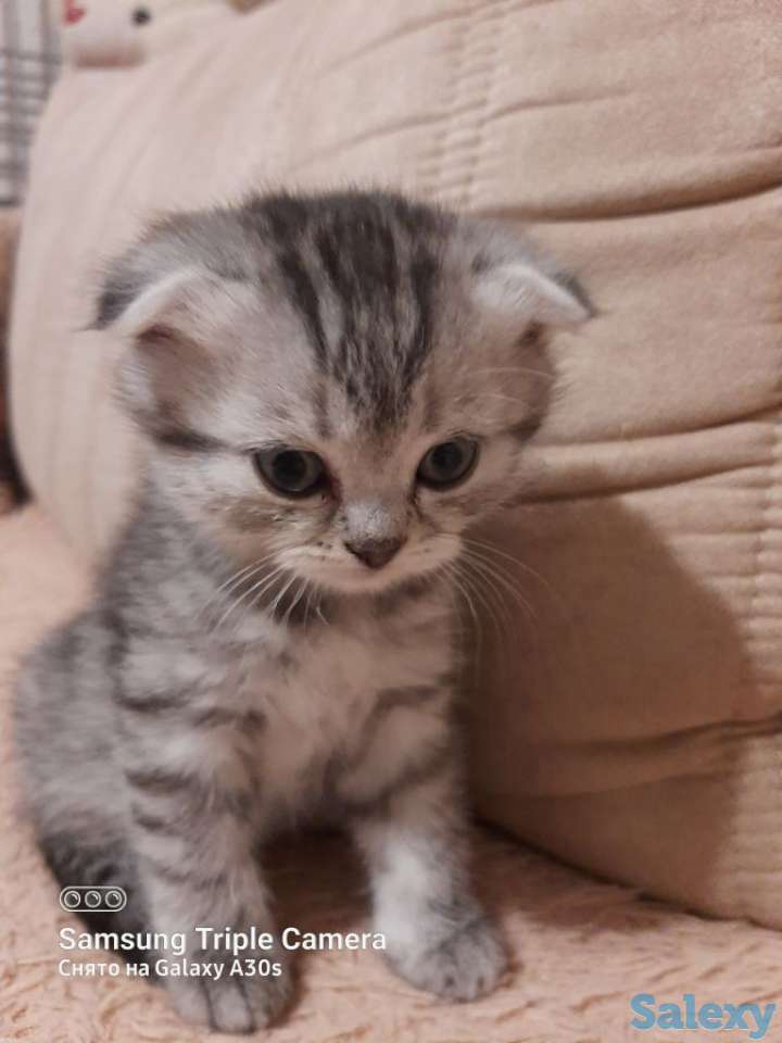 Продам котят мальчиков и девочек., фотография 10