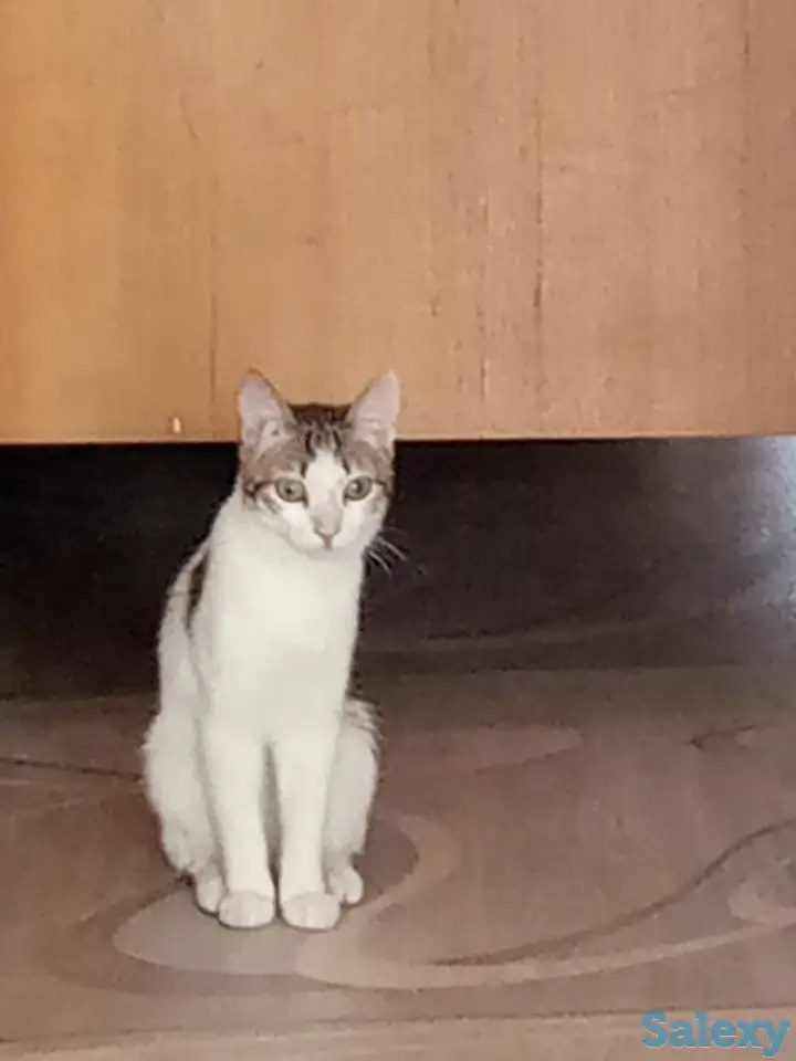 Ищем заботливых и любящих хозяев для Леопольда, фотография 3