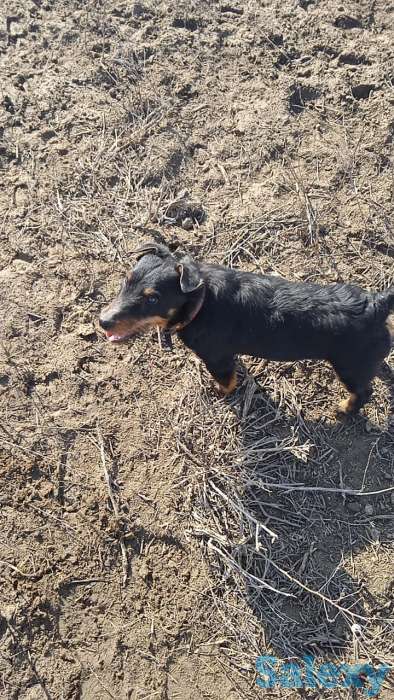 Ягдтерьер, фотография 5