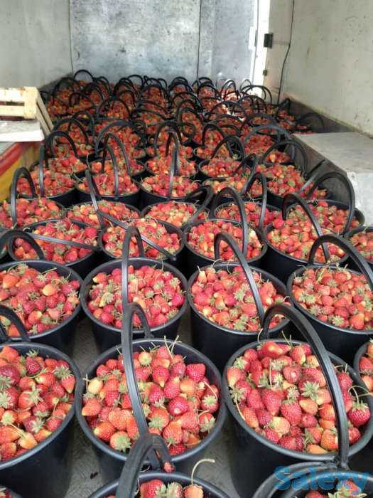 Свежая клубника оптом, фотография 1