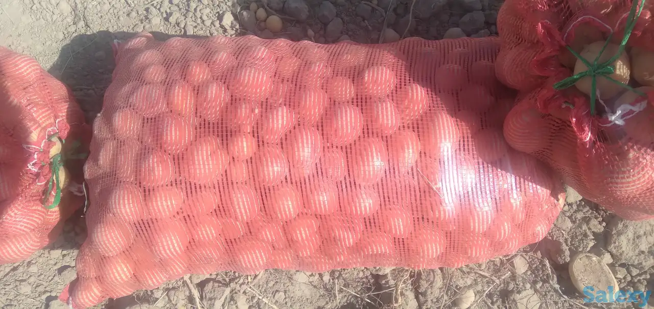 семена картофель, фотография 1