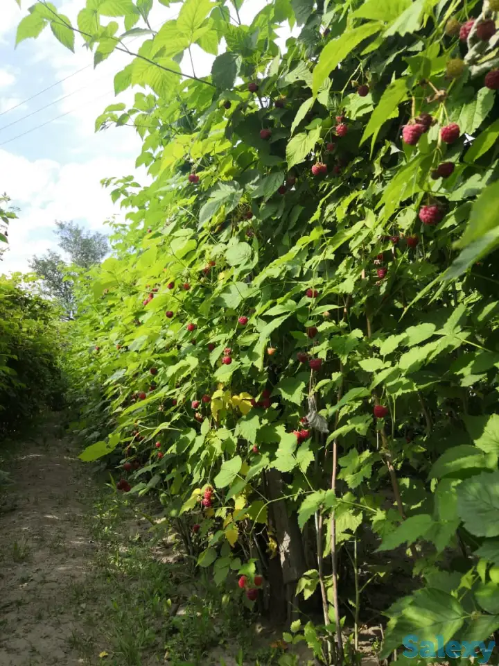 Дача 15 соток, Алматинская область, Талгарский район, с.о. Кендалинский, с. Кендала, с/т Медик-, фотография 19