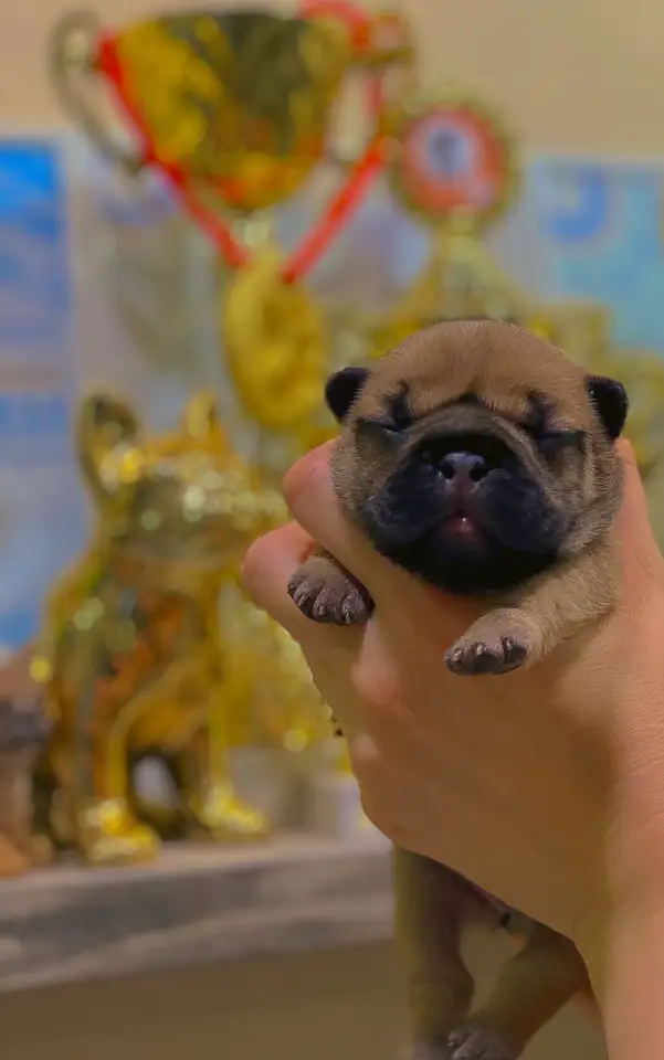 Щенок французского бульдога от чемпионов России, фотография 7