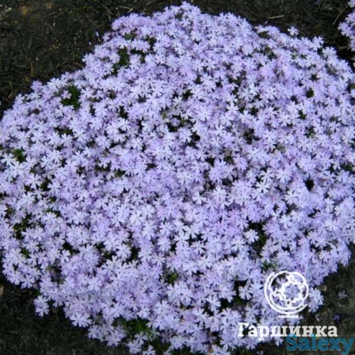 Флокс шиловидный Эмералд Блу, фотография 1