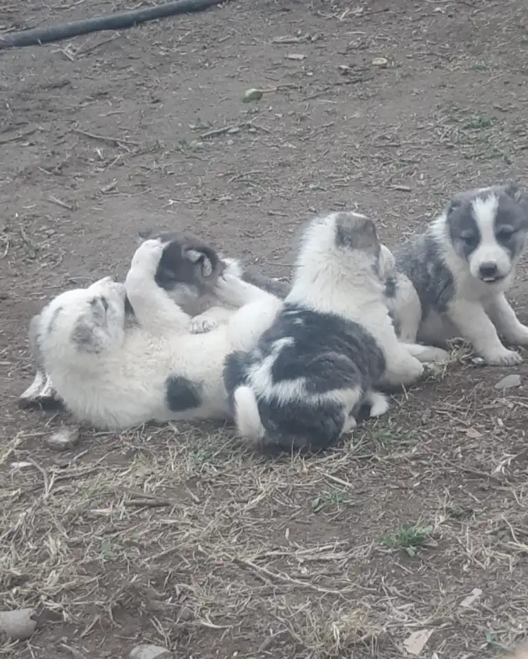 Продается ПАРОДИСТЫЕ щенки! Срочно, фотография 1