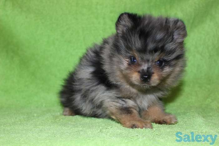 Продам девочек и мальчиков мерле, фотография 7