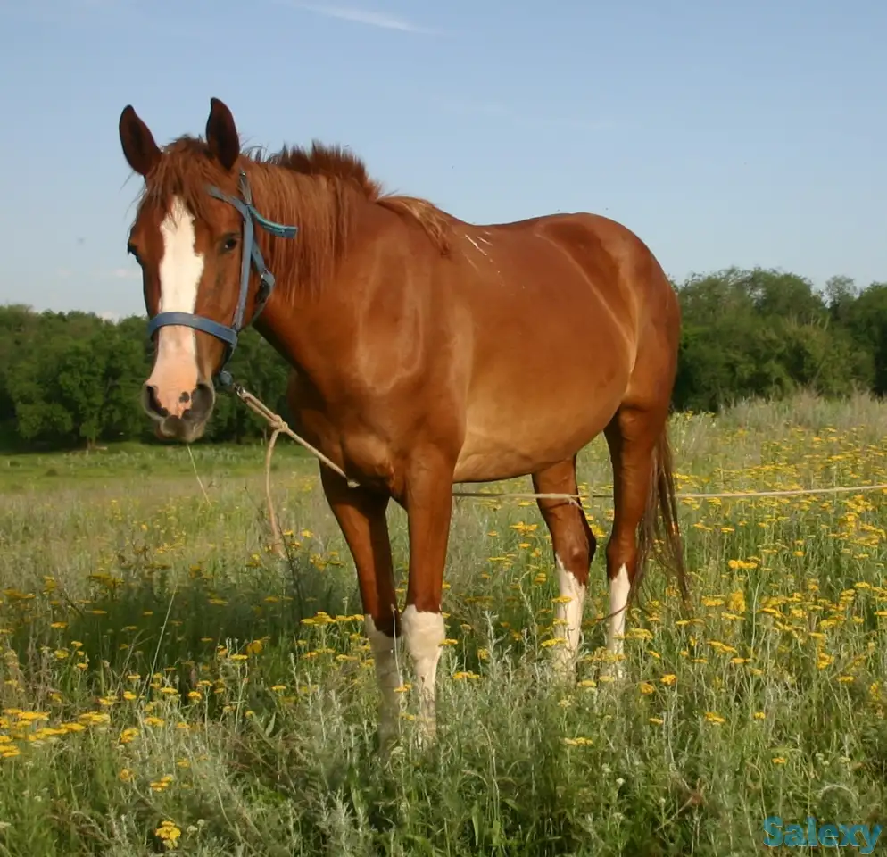 табун породистых лошадей, фотография 2