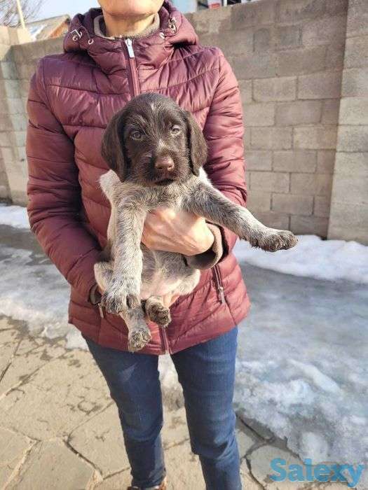 Продам щенков породы драхаар, фотография 1