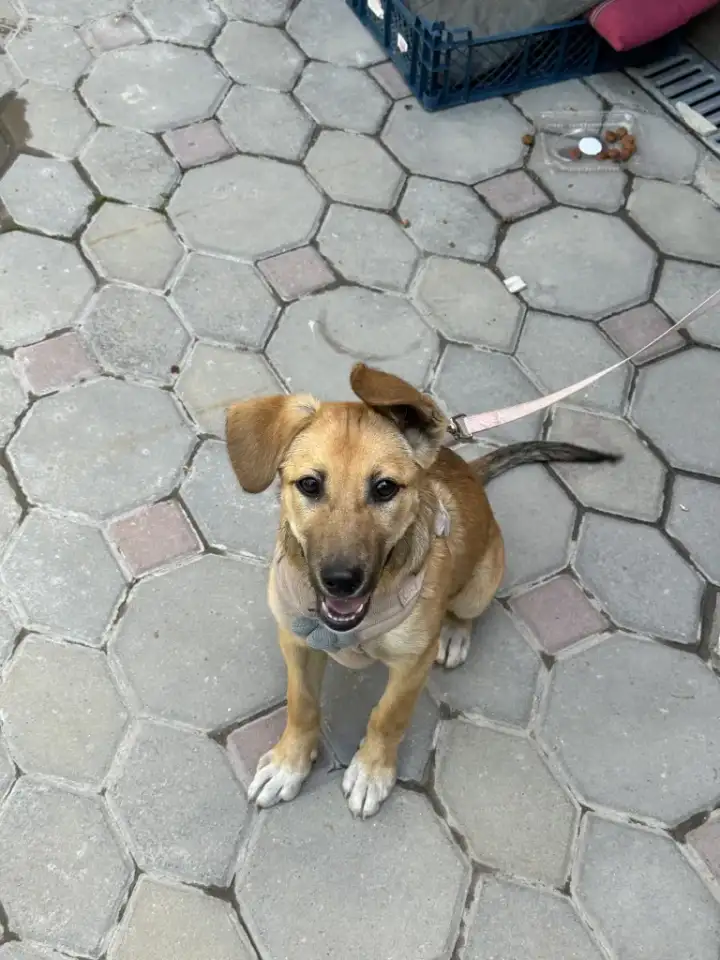 Щенок в хорошие руки, фотография 5