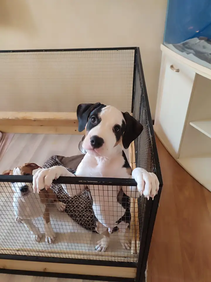 Щенки стаффорда, фотография 4