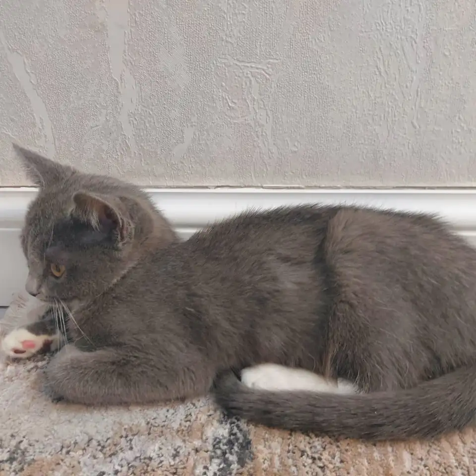 Бесплатно котята! Британец и бенгальская порода, фотография 3