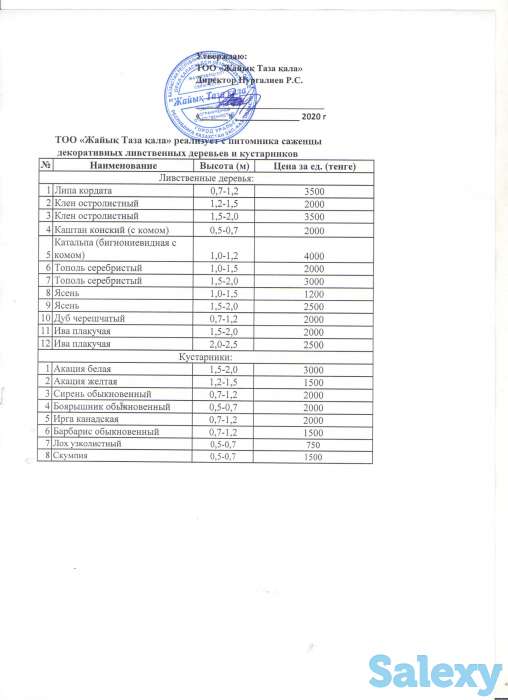 продажа ливственные деревьев и кустарников, фотография 1
