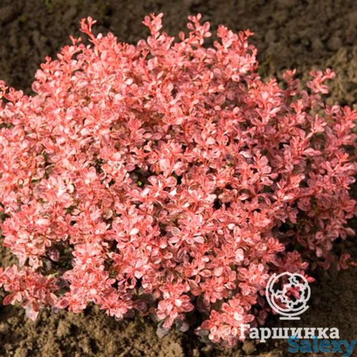 Барбарис инспирейшн, фотография 1