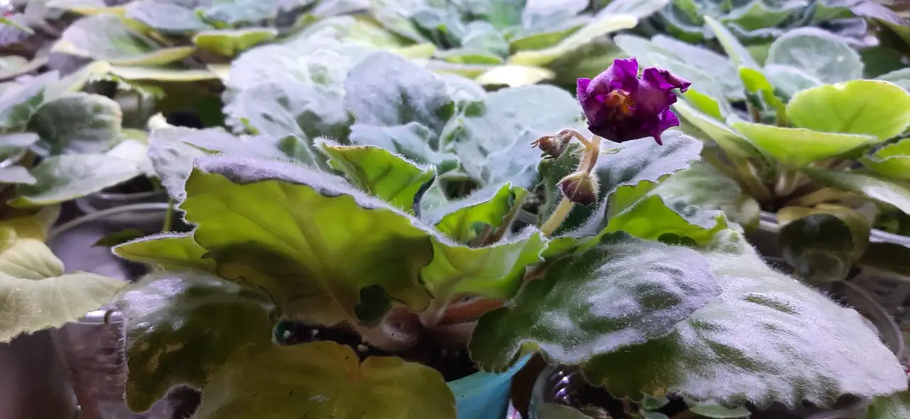 Продам цветы дешево, фотография 5