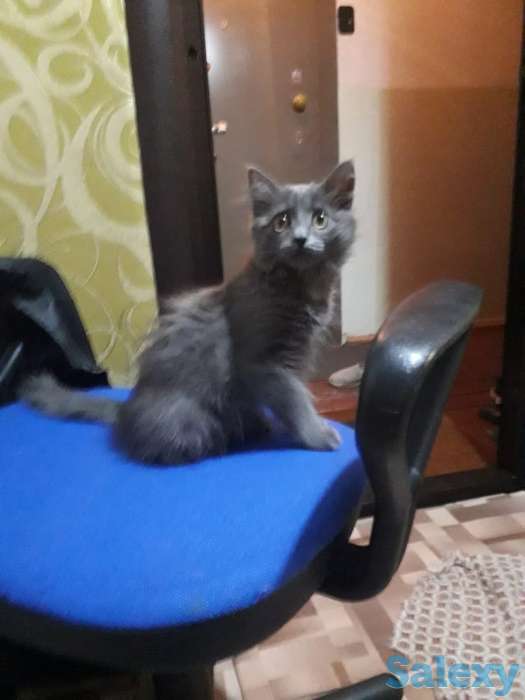 Отдам котенка, фотография 1