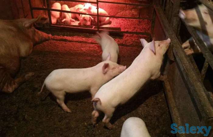 Поросята оптом и в розницу, фотография 2