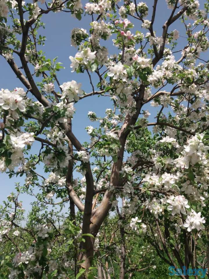 Плодовый сад, КХ, фотография 10