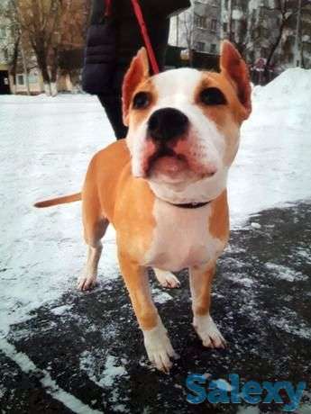 Продам щенка стаффа, фотография 1