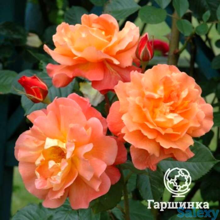 Роза вестерланд, кордес, фотография 1