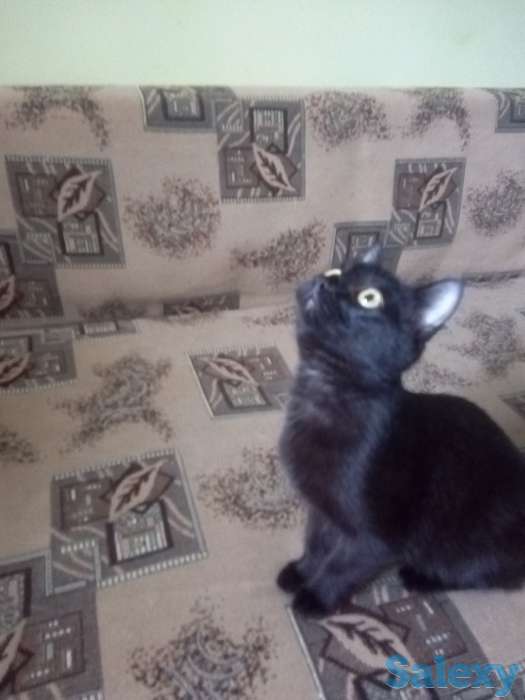 Отдам кошечку, фотография 1