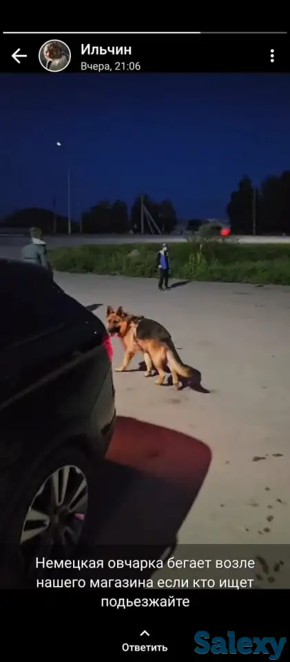 Пропала собака, фотография 2