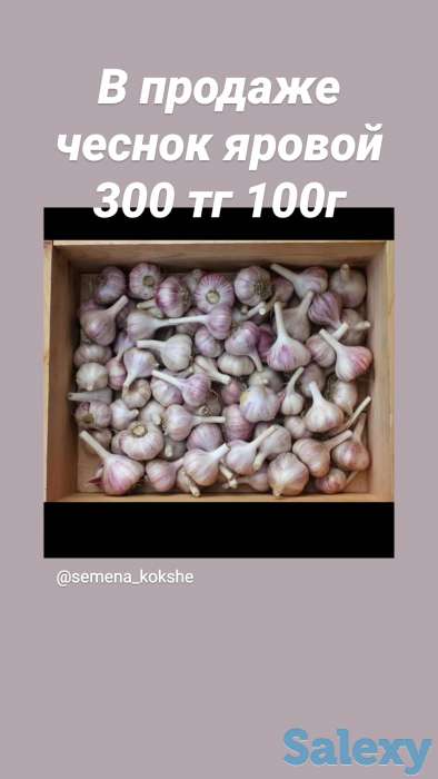 Семена Кокшетау, фотография 2