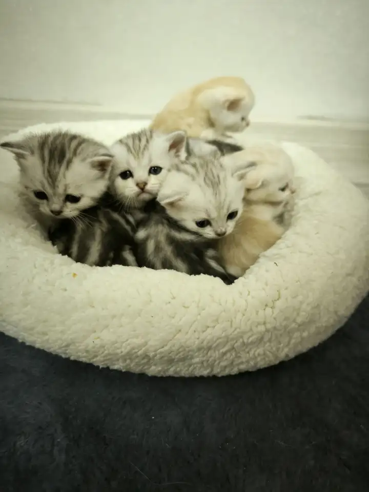 Шотландские котята, фотография 9