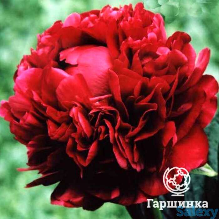 Пион генри бокстос, фотография 1