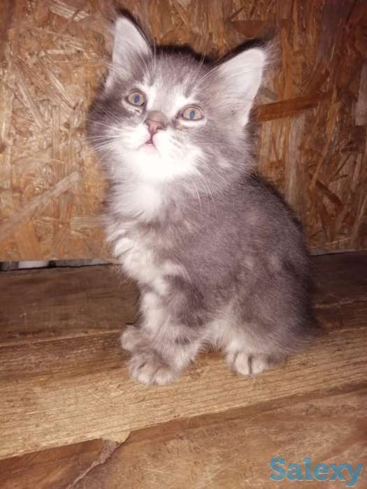 Отдам котят в хорошие руки, фотография 1