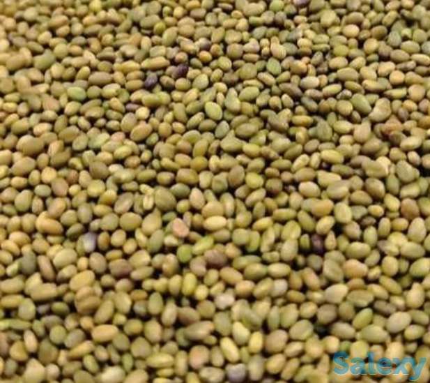 Семена Донника (белый, желтый, однолетний, двухлетний) РС - 1. Россия, фотография 2