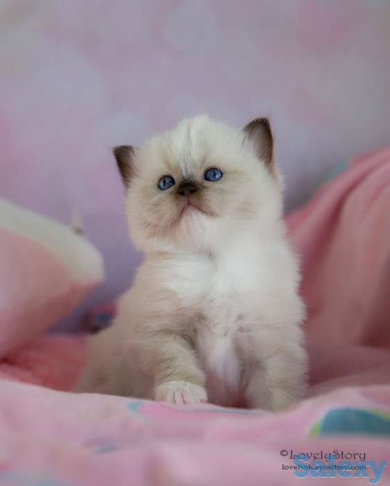 Великолепные котята породы Рэгдолл, фотография 2
