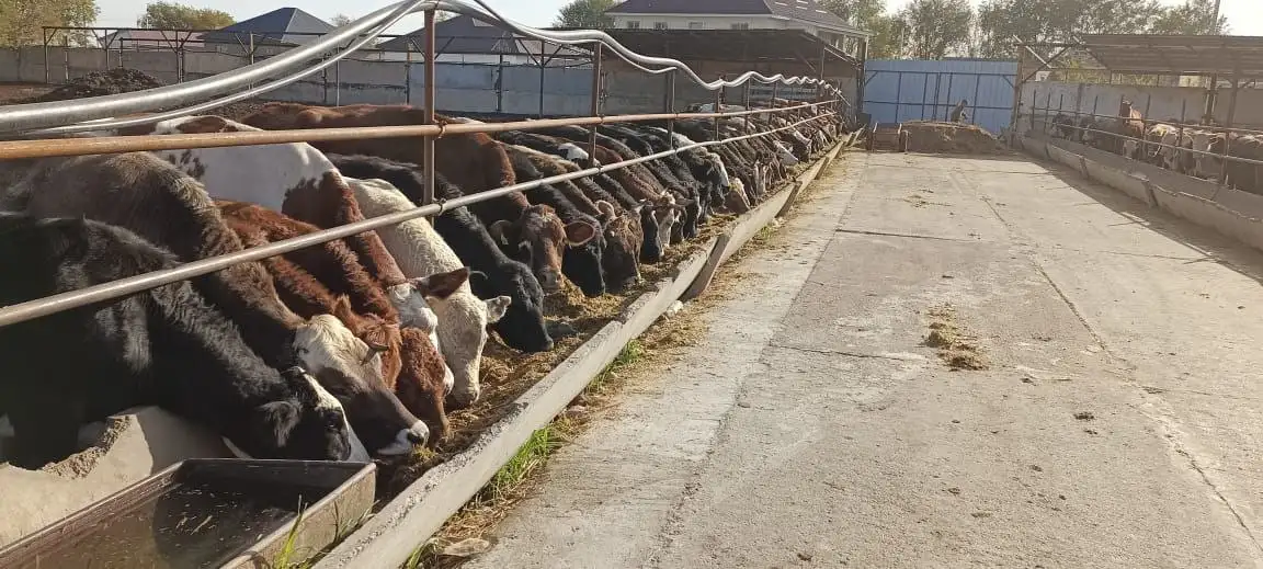 СХ скотоводство, фотография 2