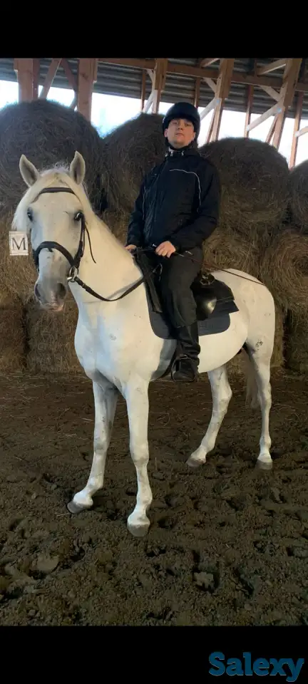 Ищу работу с лошадьми или с ПК (it), фотография 1