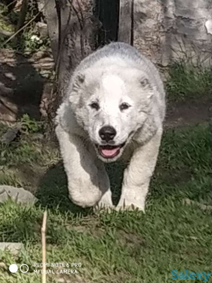 Щенки САО, фотография 4