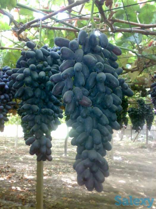 Саженцы винограда, фотография 3