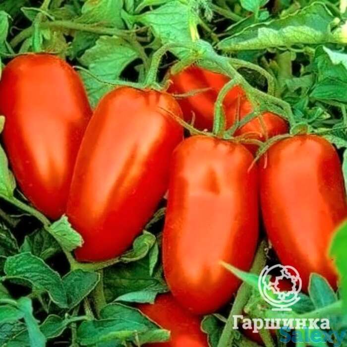 Семена Томат Гердон F1 10 шт, фотография 1