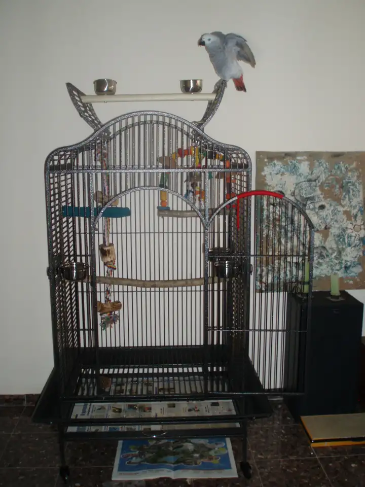 Попугай жако Рокки 2 года Даром, фотография 2