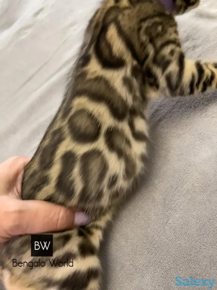 Бенгальские котята., фотография 6