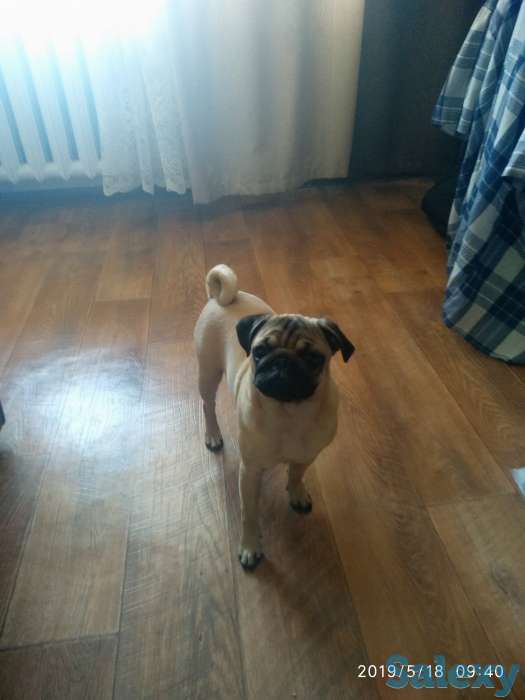 Продам, собачку мопса. Шесть месяцев, с элитного питомника. Приучина ходить  в туалет на улицу., фотография 1