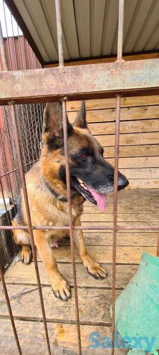 Щенки немецкой овчарки, фотография 6