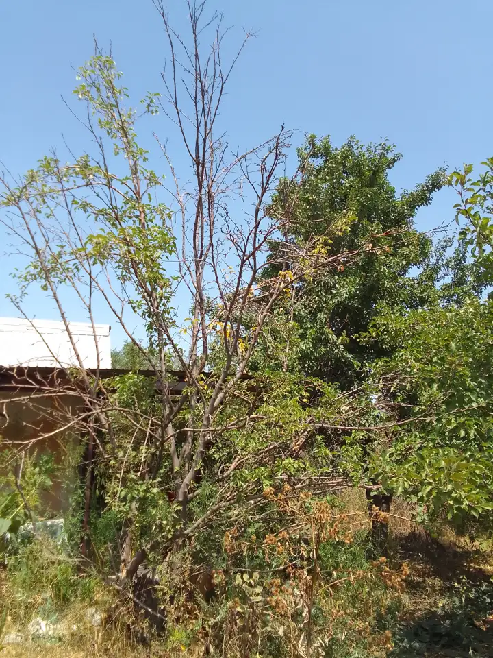 Продам, Алтын орда, фотография 1