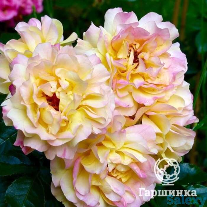 Роза лампион на штамбе  90см, фотография 1