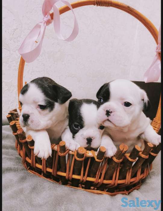 Щенята Французского бульдога, фотография 1