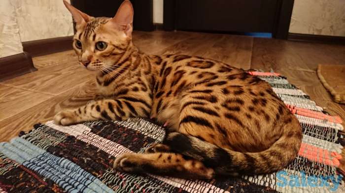 Продам котят. Порода Бенгал, фотография 1