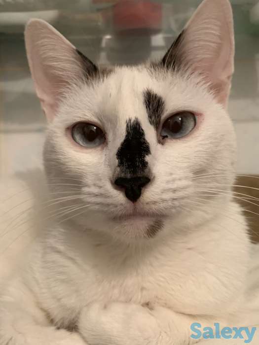 Передержка животных, фотография 1