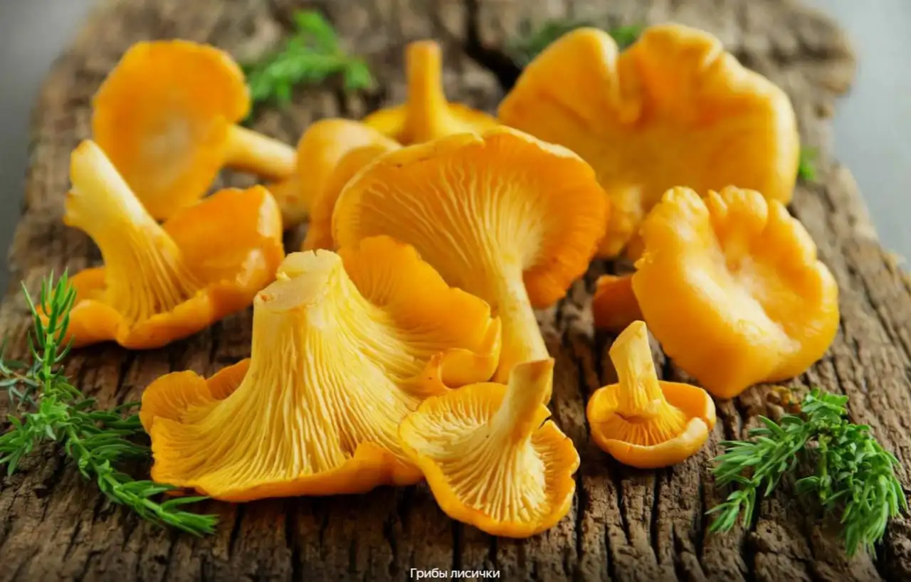 Fungopoles, фотография 1