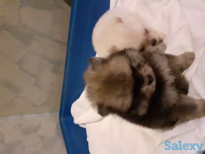 Померанский шпиц, фотография 4